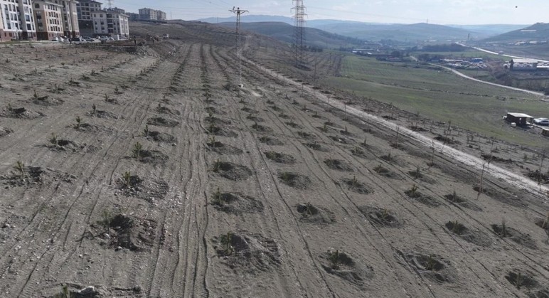 Sincan Belediyesi Saraycık Mahallesi'nde ağaçlandırma çalışması yapacak - Resim : 2