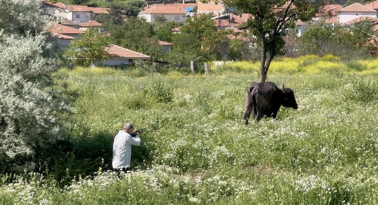 Çorum'da hayvan sahibi kurbanının saldırısından bodruma sığınarak kurtuldu