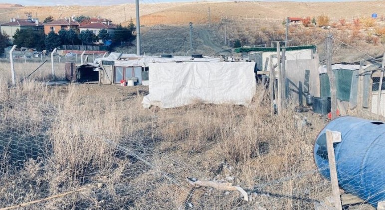 Ankara Mamak’ta başıboş köpekler kümese girdi: 35 tavuk telef oldu