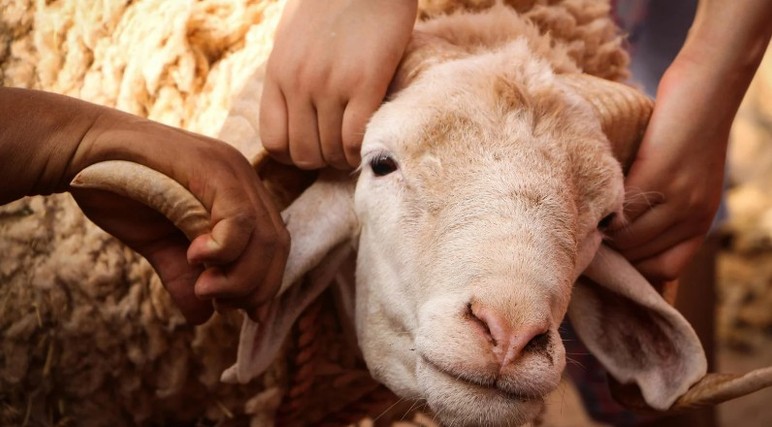 Kurban Bayramı öncesinde satış ve kesim yerlerinde denetimler artırıldı!