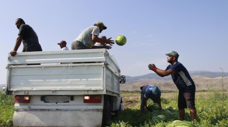 Yozgat'ta karpuz hasadı yeni başladı!