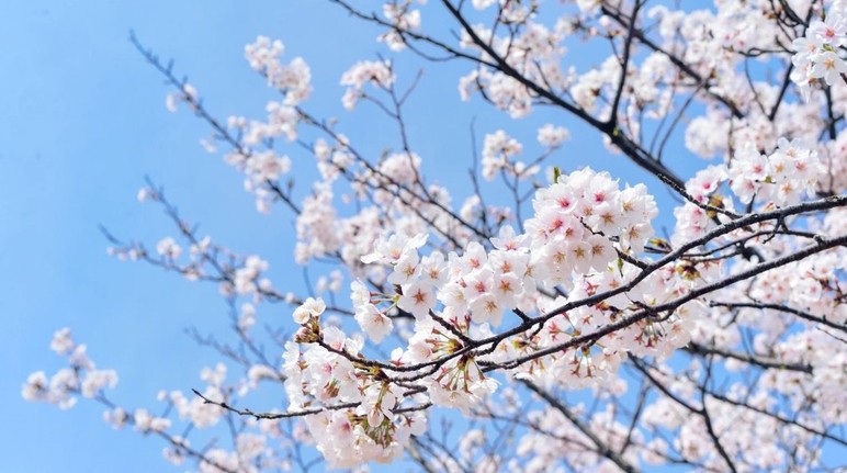 Cemre ne zaman düşecek? 1. cemre düşme tarihi