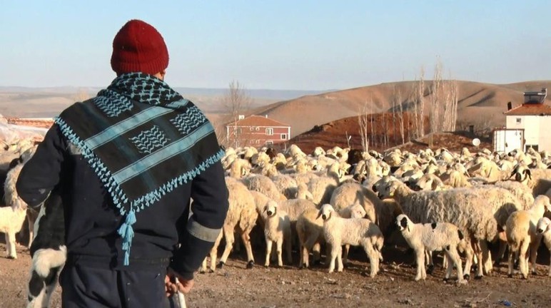 Bala'da kuzu ve annelerinin buluşma anı kameralara yansıdı