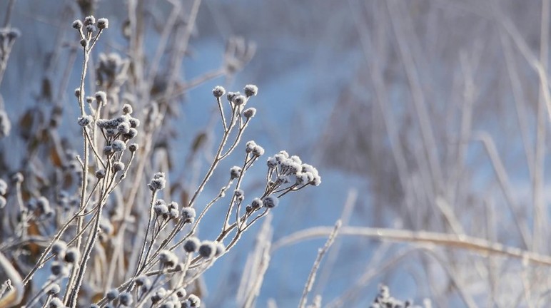 Üreticilere zirai don uyarısı yapıldı
