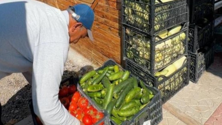 Sincan Belediyesi'nin Eko Çiftlik Sıfır Atık Eğitim Merkezi'nde yetişen organik sebzeler vatandaşların sofrasında! - Resim : 2