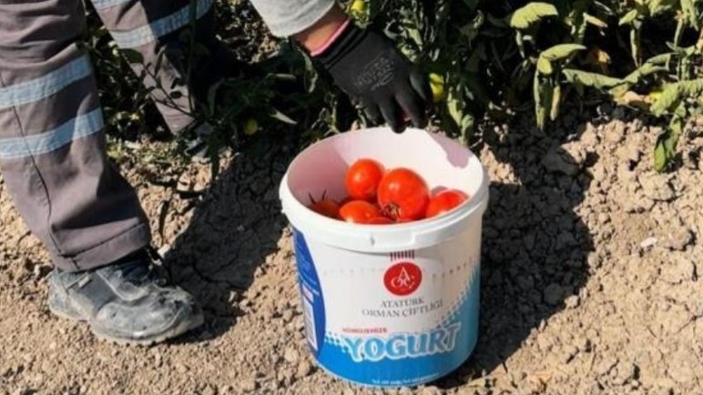 Sincan Belediyesi'nin Eko Çiftlik Sıfır Atık Eğitim Merkezi'nde yetişen organik sebzeler vatandaşların sofrasında!