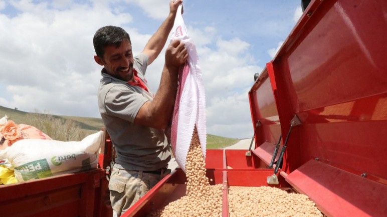Yozgat'ta tarım işçileri nohut üretiminde yüksek rekolte bekliyor