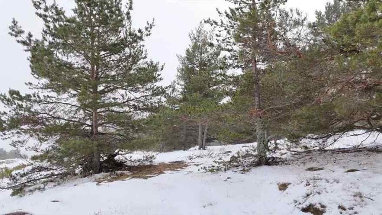 Kızılcahamam'da orman beyaz kar örtüsü ile kaplandı - Resim : 2