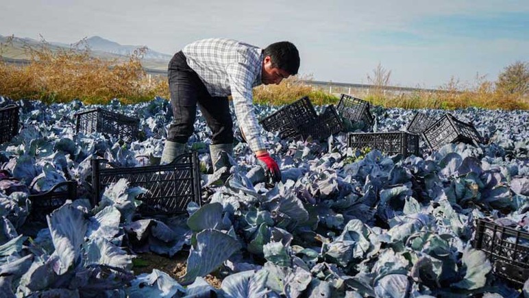 Beypazarı'nda mor lahana hasadında tarladaki son ürünler toplanıyor - Resim : 2
