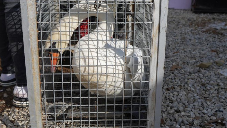Göç eden kuğu Elmadağ'da bir evin bahçesine düştü