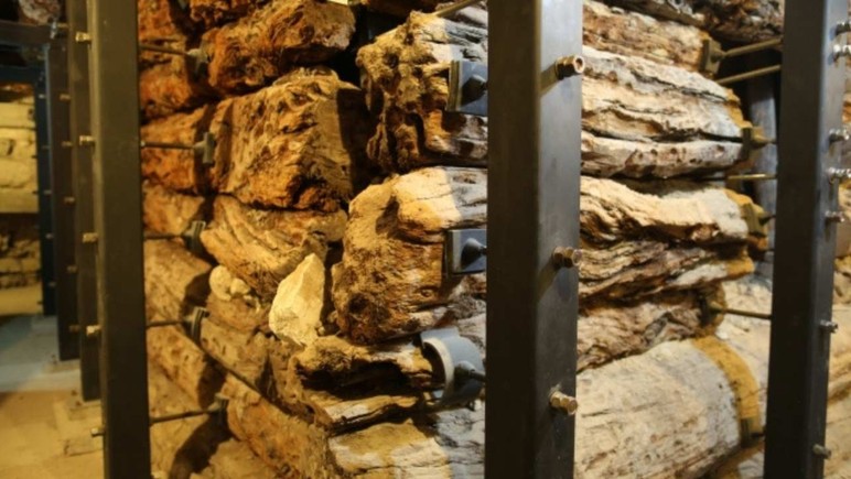 Ankara’da 2766 yıllık ahşap yapı dünyanın en eskisi olarak gösteriliyor