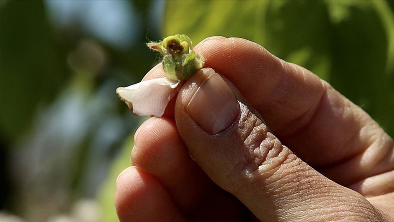 Çiftçilere üst üste zirai don uyarıları yapılıyor