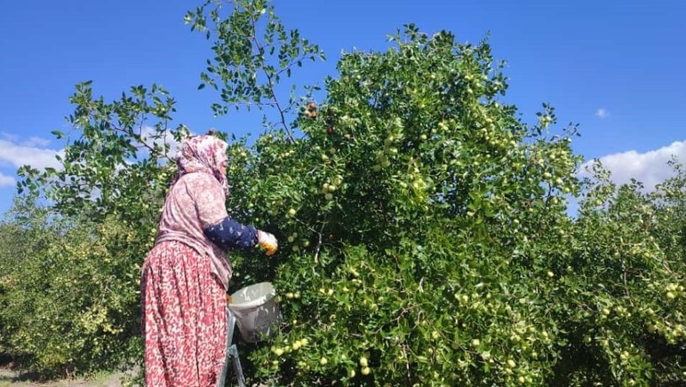 Ankara Güdül'de yetişen hünnap meyvesi 81 ile gönderiliyor