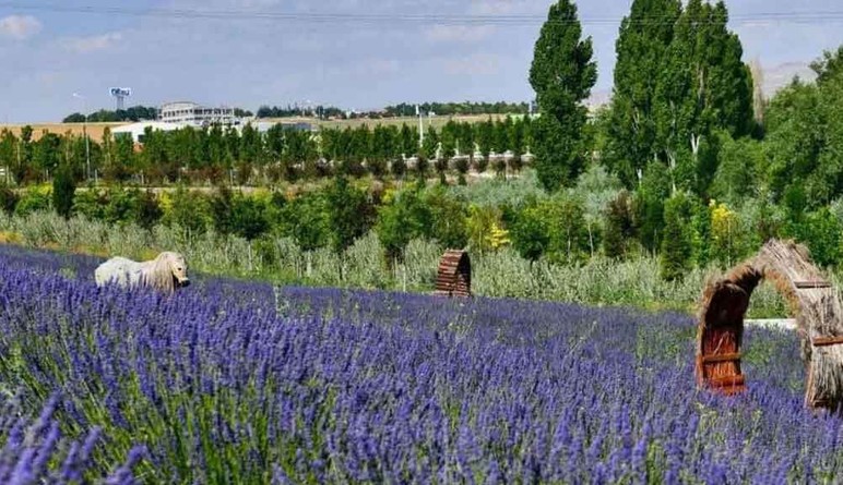 Kartpostallık resim için şimdi tam zamanı! Ankara'nın en güzel 3 lavanta bahçesi hem de bedava