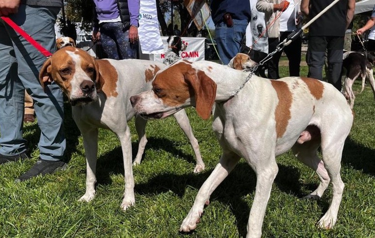 Gölbaşı'nda köpekler en güzel seçilmek için yarıştı! - Resim : 3