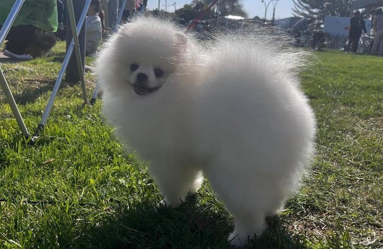 Gölbaşı'nda köpekler en güzel seçilmek için yarıştı! - Resim : 5