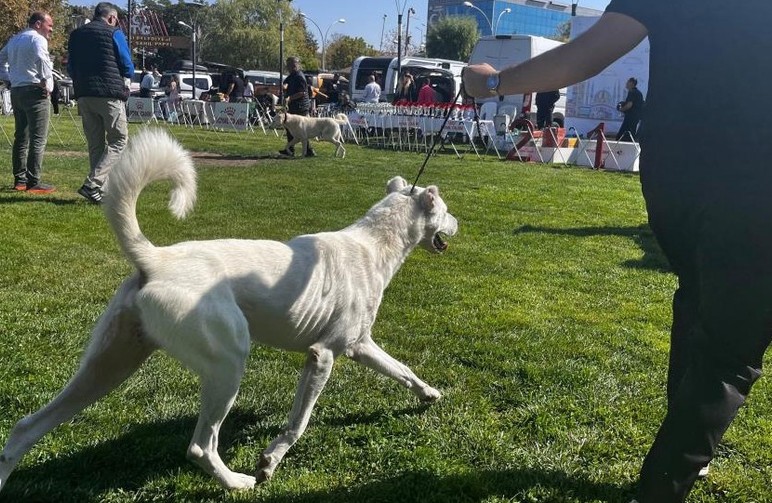 Gölbaşı'nda köpekler en güzel seçilmek için yarıştı! - Resim : 2