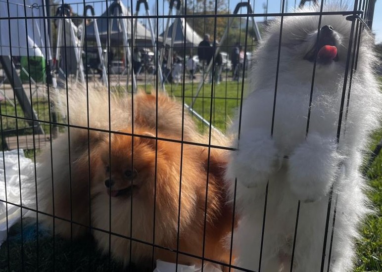 Gölbaşı'nda köpekler en güzel seçilmek için yarıştı!