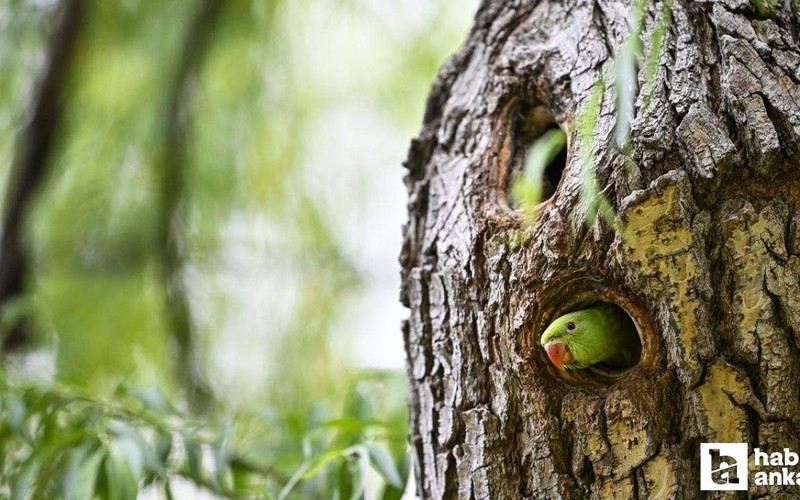 30 sene önce Ankara'da devrilen kamyon bugün nelere neden oldu? Şimdi her yerdeler