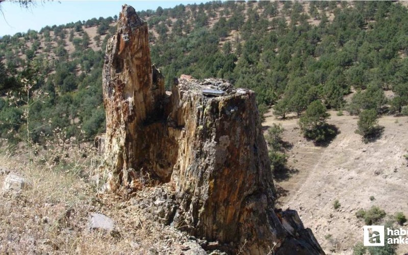 Ankara'nın "Taş Kesilen" devleri: Çamlıdere Fosil Ormanı
