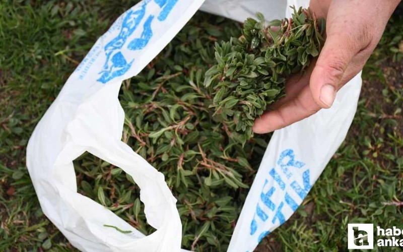 Ankaralılar bu lezzete bayılıyor: Toplaması zahmetli, yemesi lezzetli