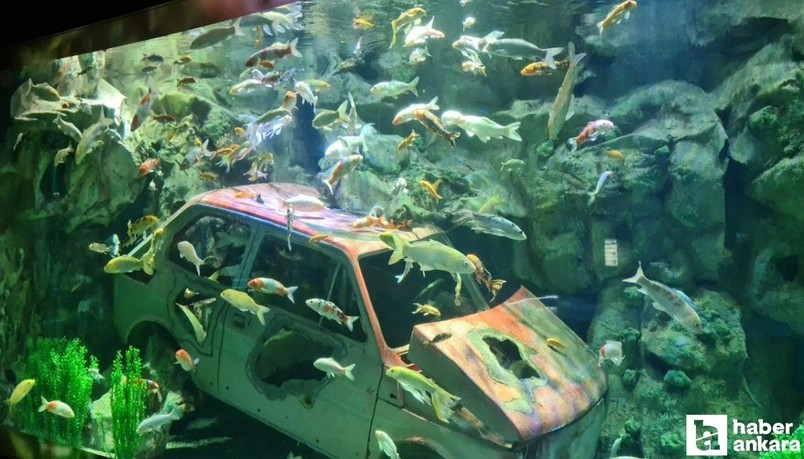 Bayramı Ankara'da geçirecek Ankaralılar! Resmen ücretsiz oldu belediye müjdeyi verdi