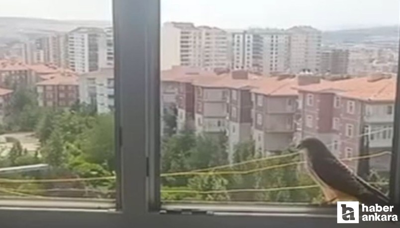 Ankara Sincan’da atmaca kuşları evlere girmeye başladı!