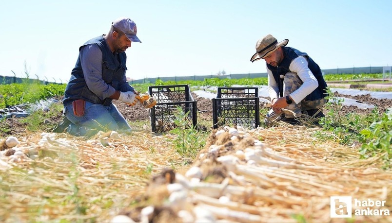 Keçiören Belediyesi yetiştirilen sebze ve meyvelerle ihtiyaç sahiplerine destek oldu