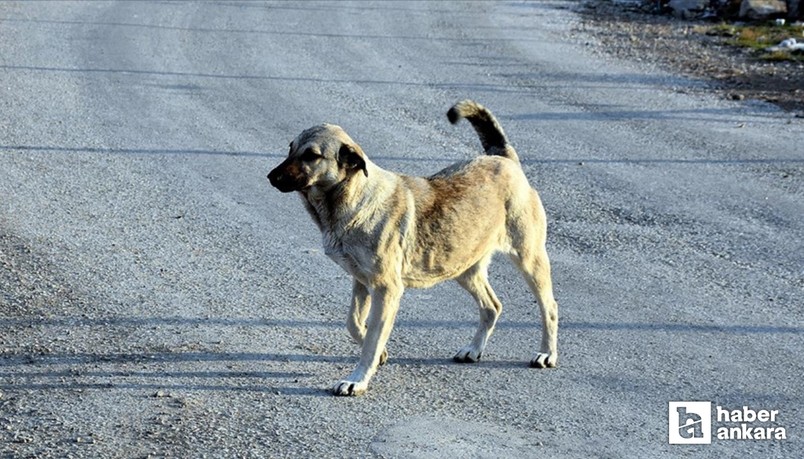 Ankara Gölbaşı'nda  başıboş köpekler küçük kıza saldırdı
