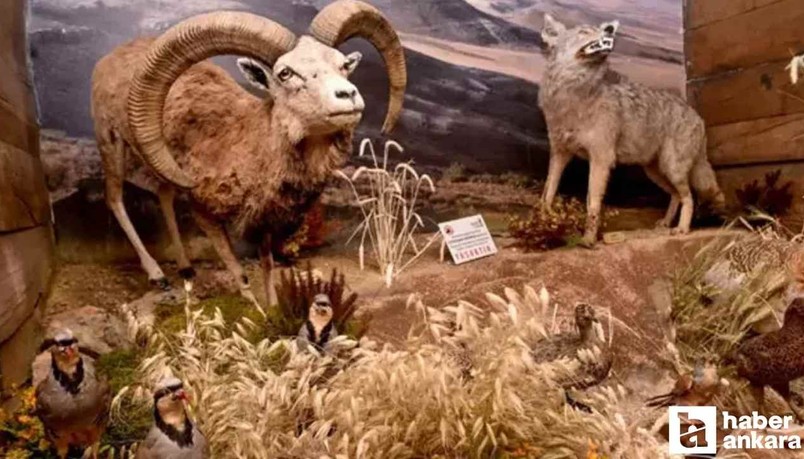 Altındağ Belediyesi Yaban Hayatı Tanıtım Müzesi'ni ziyarete açtı