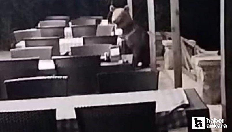 Ankara Kızılcahamam'da aç ayı yemek için restoran bahçesine girdi
