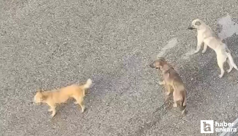 Mamaklılar sahipsiz köpeklerin çoğalmasından tedirgin