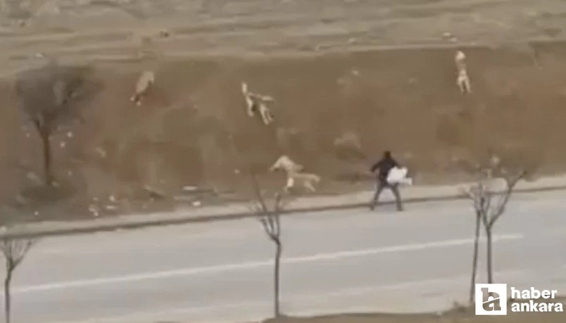 Ankara Yenimahalle'de başıboş köpek saldırısı!
