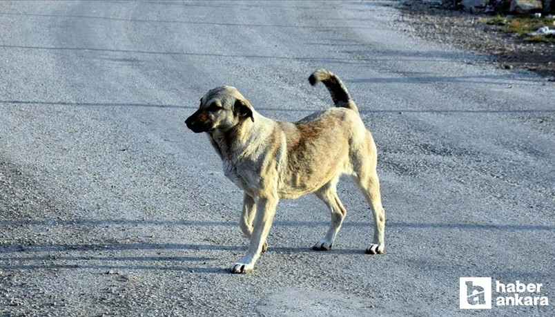 Yenimahalle'de 5 yaşındaki çocuğa köpek saldırdı