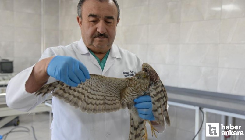 Kahramankazan'da bulunan yaralı atmacaya ilk müdahale yapıldı