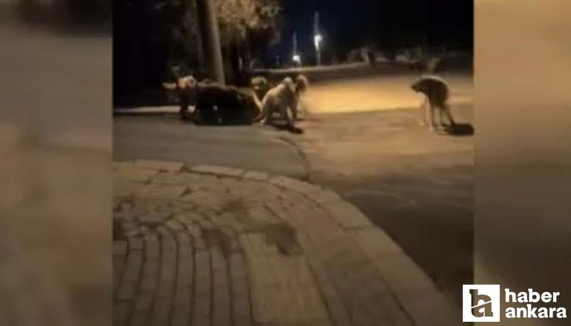 Ankara'da köpeklerin kavgasını kameraya kaydetti