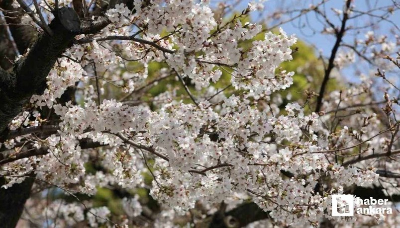 Japonya'nın simgesi Sakuralar'dan Tokyo'da görsel şölen!