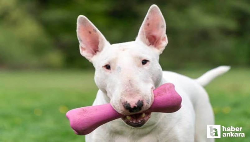 Yenimahalle'de 10 bin Euro değerindeki köpeği çalan şüpheli tutuklandı