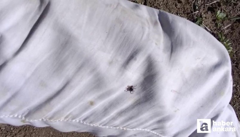 Yozgat'ta kene alarmı: Uzman isim uyardı