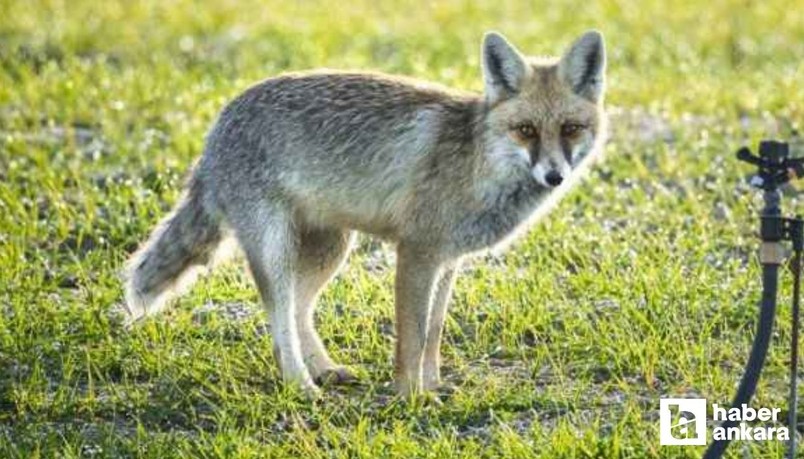 15 Mayıs'ta Ankara Uluslararası Yaban Hayatı Belgesel Film Festivali başlayacak