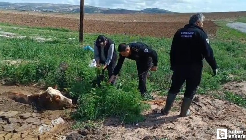 Kırıkkale'de bataklığa saplanan ineği itfaiye ekipleri kurtardı