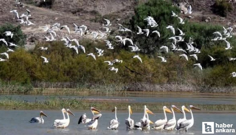 Nallıhan'da 31 Mayıs - 15 Haziran arasında foto safari yarışması düzenlenecek