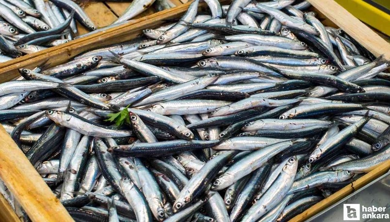 2024 yılında en fazla avlanan balık hamsi oldu