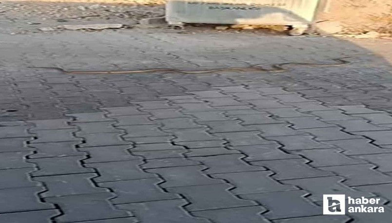 Yenimahalle Karşıyaka Mezarlığı'nda gezen yılanlar kamerada!