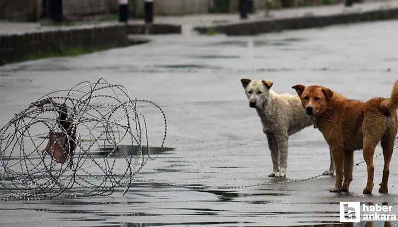 Hindistan'dan sahipsiz köpek kararı: Hepsi toplanıp barınaklara gönderilecek!