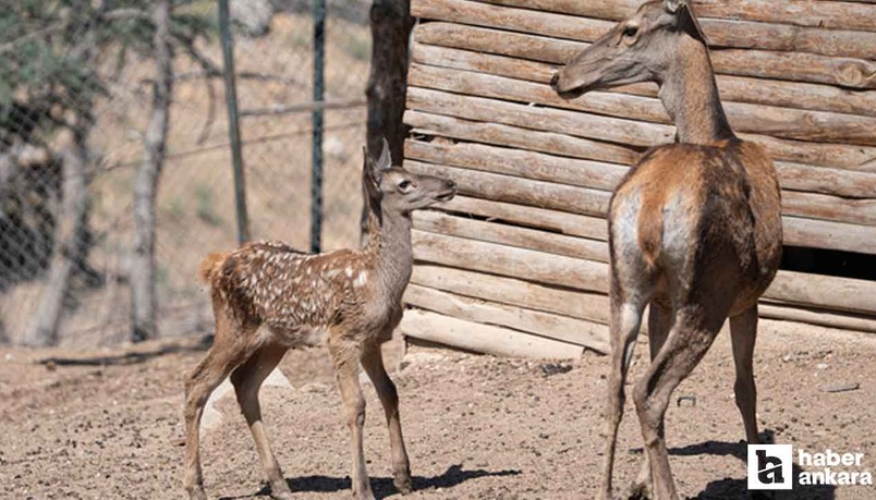 Altınköy Açık Hava Müzesi'nin yeni geyik yavrusu Benek ziyaretçilerin gözdesi oldu