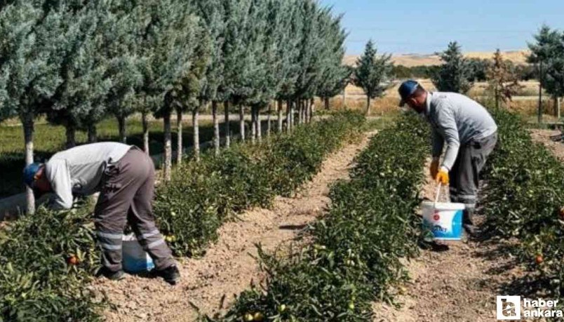 Sincan Belediyesi'nin Eko Çiftlik Sıfır Atık Eğitim Merkezi'nde yetişen organik sebzeler vatandaşların sofrasında!