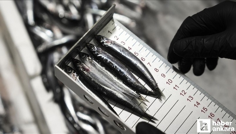 Başkentte bu yıl içinde 6 binden fazla su ürünleri denetimi gerçekleştirildi