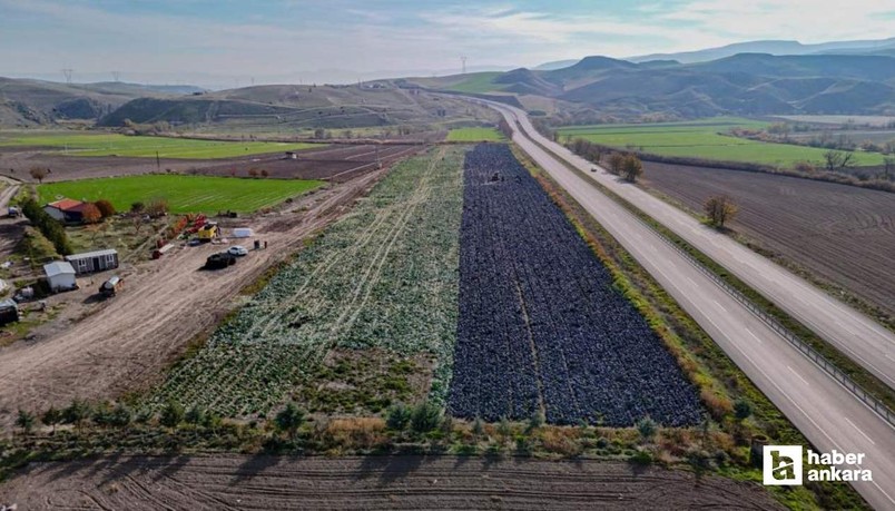 Beypazarı'nda mor lahana hasadında tarladaki son ürünler toplanıyor