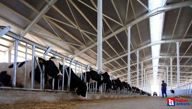 Tarım ve Orman Bakanlığı, damızlık düve yetiştiriciliği için 80 milyon lira hibe desteği sağladı!